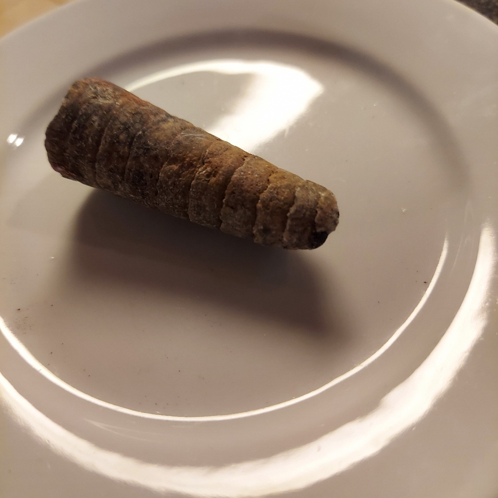Y2k ORTHOCERAS FOSSIL - RARE EUC! - Picture 5 of 10